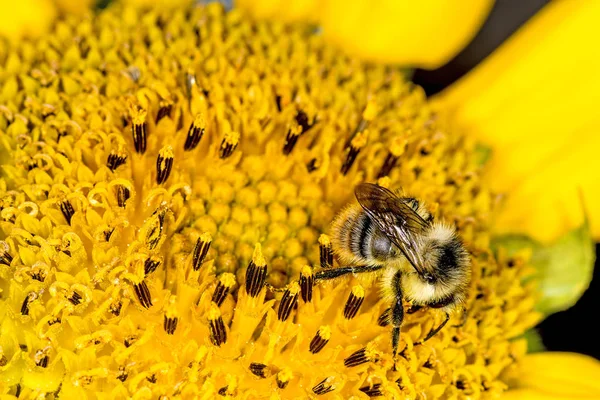 Mooie Zonnebloem Close Shot — Stockfoto