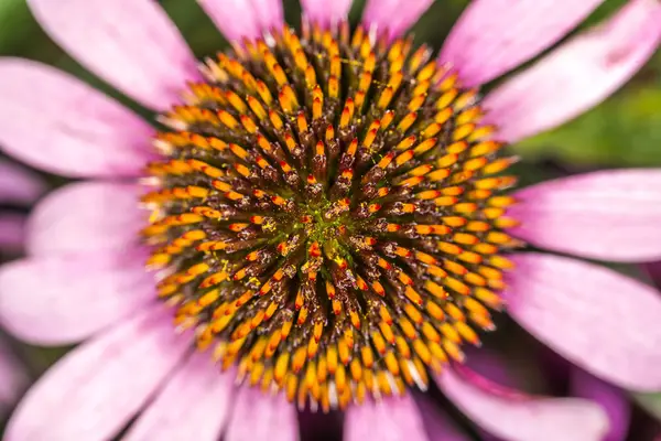 Kegel Bloem Echinacea Purpurea Close Shot — Stockfoto