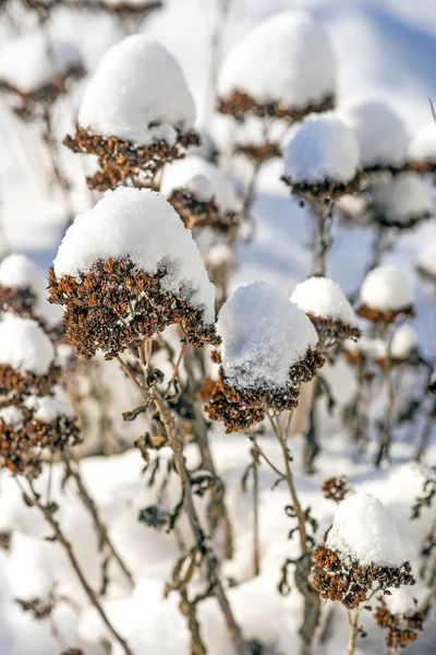 Schneehut Auf Sedum Nahaufnahme — Stockfoto