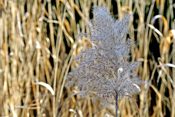 Reed Backlight Color Shot — Stock Photo, Image