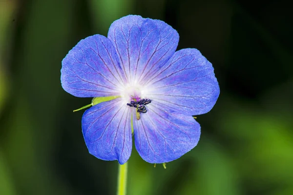 Close Tiro Bela Flor — Fotografia de Stock