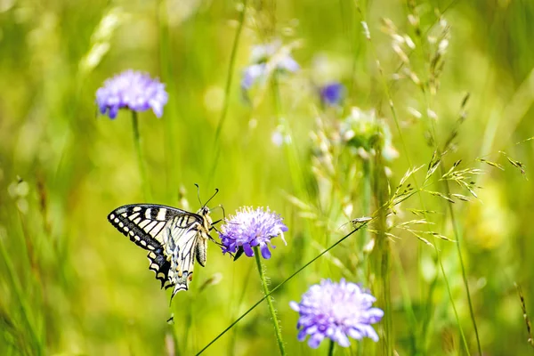 Krásný Otakárek Butterfly Hřišti Slunečný Den — Stock fotografie