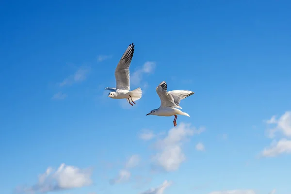 Gaivotas Cabeça Preta Voando — Fotografia de Stock