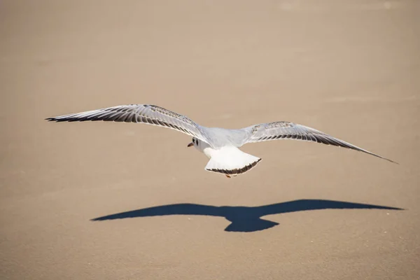 Gaivota Cabeça Preta Voando Profundamente Sobre Praia — Fotografia de Stock