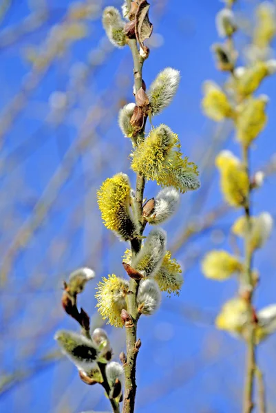 Willow Blossom Primer Plano Disparo —  Fotos de Stock