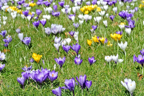 Crocus Flor Primavera Alemania — Foto de Stock