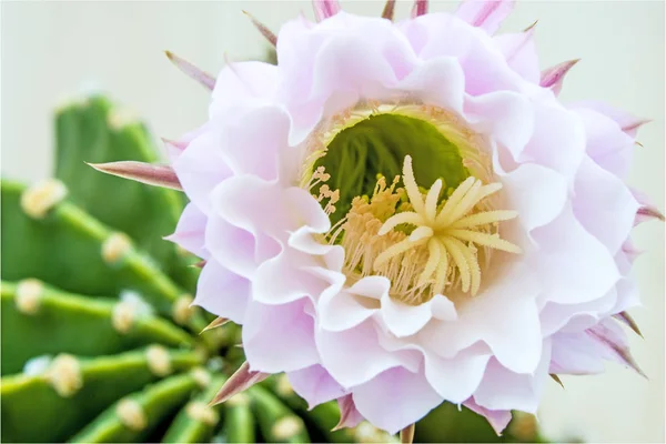 Szép Színes Virágot Közelről — Stock Fotó