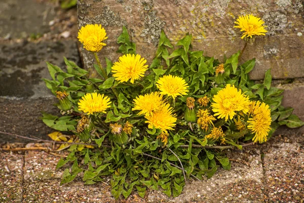 Fantastisk Färg Blommor Närbild — Stockfoto