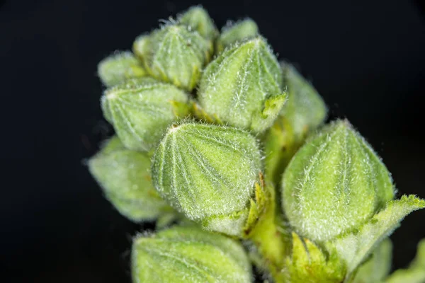 Närbild Foto Malva Läkemedel Växt Med Blomknoppar — Stockfoto