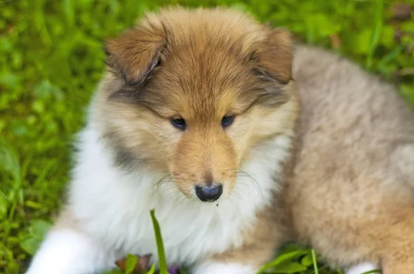 Chiot Chien Collie Gros Plan Animaux Lieu Stock Photo