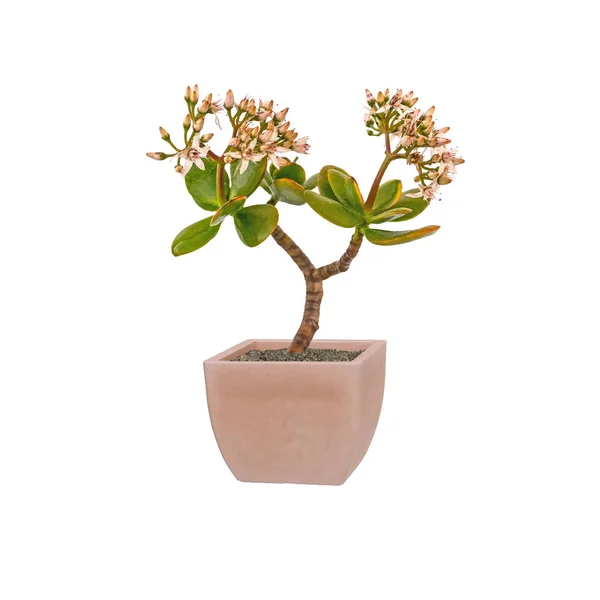 jade plant, friendship tree, lucky plant in pot isolated