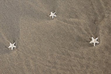 Sahilde starfishes