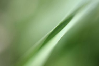 Yeşil yaprak soyutlama