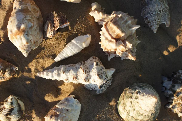 Conchas marinas en la arena — Foto de Stock