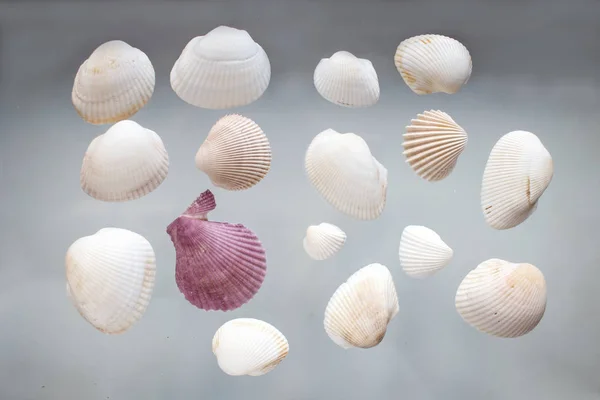 Conchas marinas blancas y rosadas — Foto de Stock