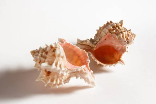 Conchiglie di mare bianco-rosa — Foto Stock