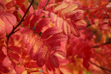 ince ağaç dalı ön planda üzerinde kırmızı leafes