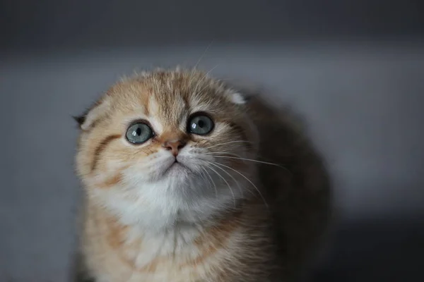 Kızıl saçlı yavru kedi closeup — Stok fotoğraf