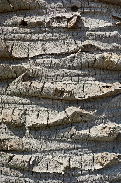 Bark of palm trees — Stock Photo, Image