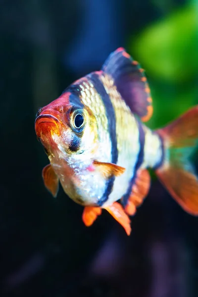 Acuario de peces - barbus puntius tetrazona — Foto de Stock