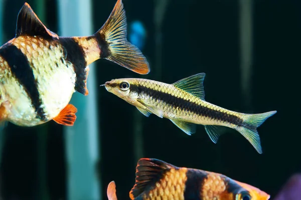 Peixes de aquário - barbus puntius tetrazona e algas siamesas — Fotografia de Stock