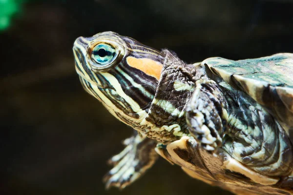 Küçük kırmızı kulaklı kaplumbağa — Stok fotoğraf