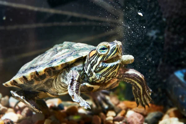 Kırmızı kulaklı kaplumbağa kuru yem var — Stok fotoğraf