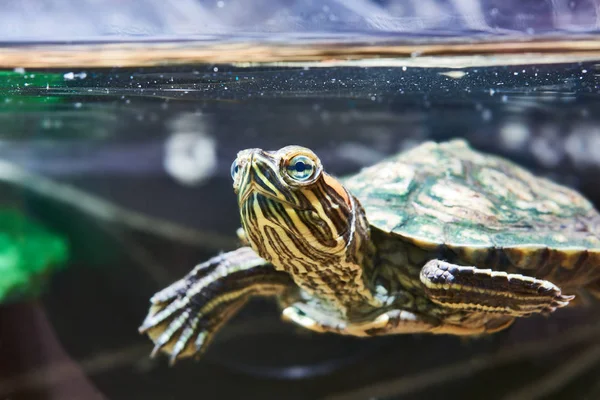 Kleine rood-eared schildpad uit het water — Stockfoto