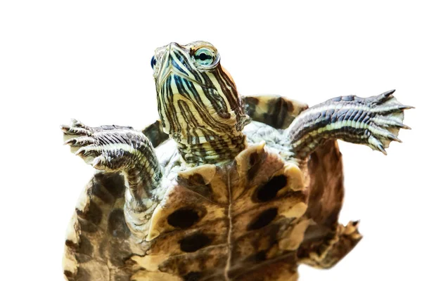 Pequeña tortuga de orejas rojas en agua aislada —  Fotos de Stock