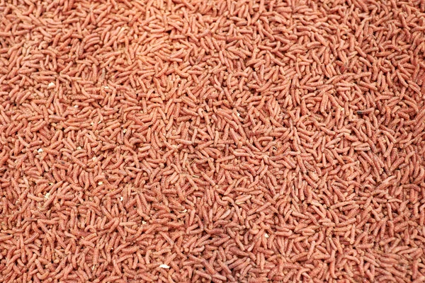 Esche verme rosso per la pesca — Foto Stock