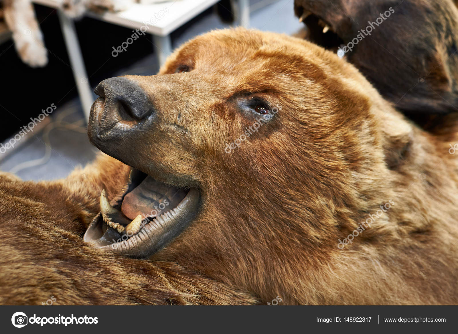 stuffed bear head