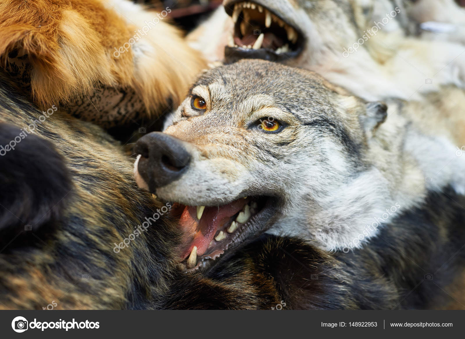 stuffed wolf head