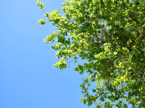 Follaje verde del árbol contra el cielo azul claro — Foto de Stock