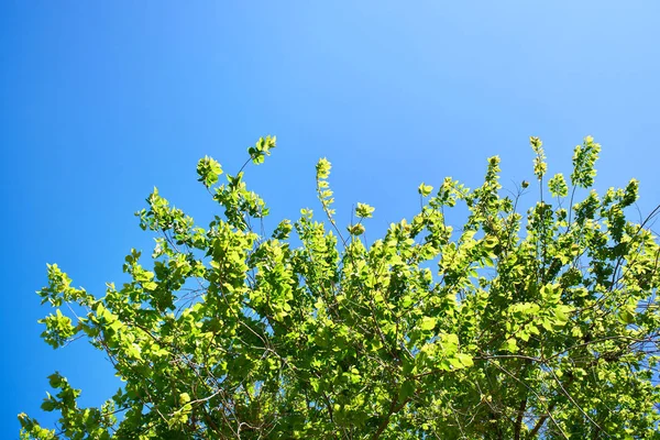Follaje verde del árbol contra el cielo azul claro — Foto de Stock