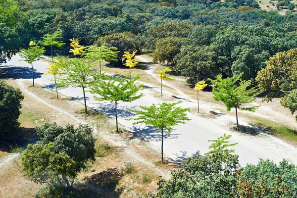 Hermoso camino en el parque con árboles jóvenes — Foto de Stock