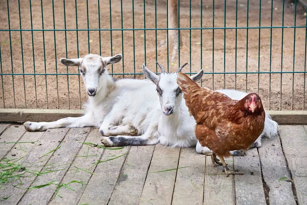 Kozy a kuře v kleci pro domácí zvířata — Stock fotografie