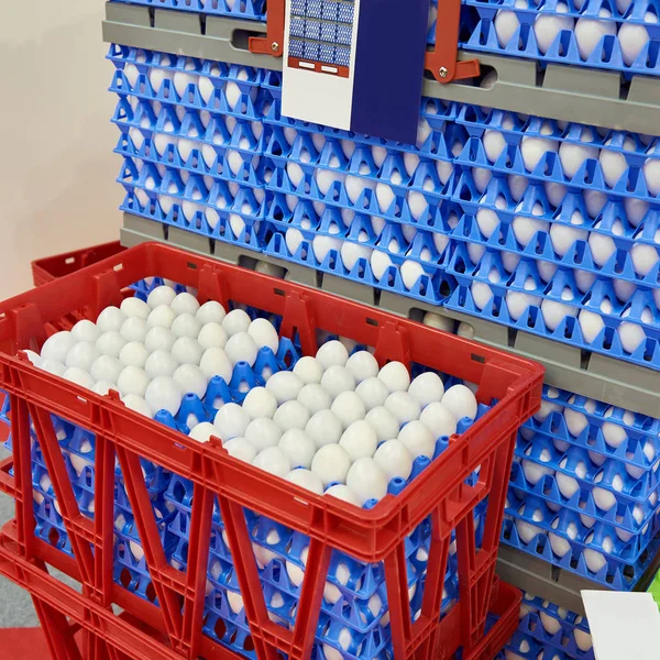Αυγά κότας στα πλαστικά κουτιά στο εργοστάσιο τροφίμων — Φωτογραφία Αρχείου