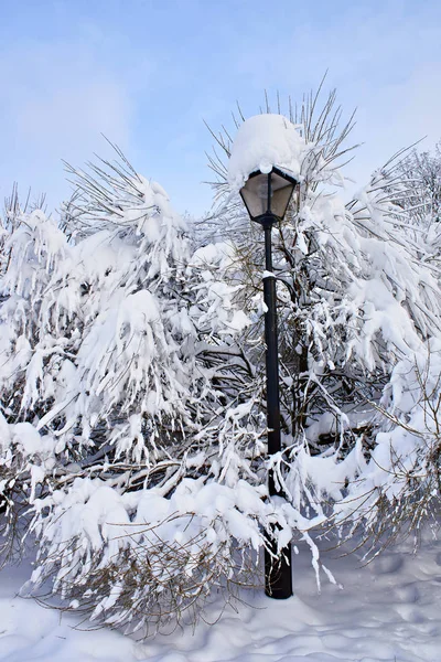 Bomen in sneeuw — Stockfoto