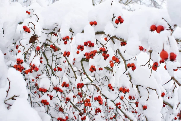 Bagas de espinheiro na neve no inverno — Fotografia de Stock