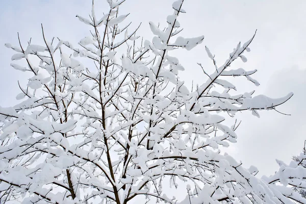 在雪中树木 — 图库照片