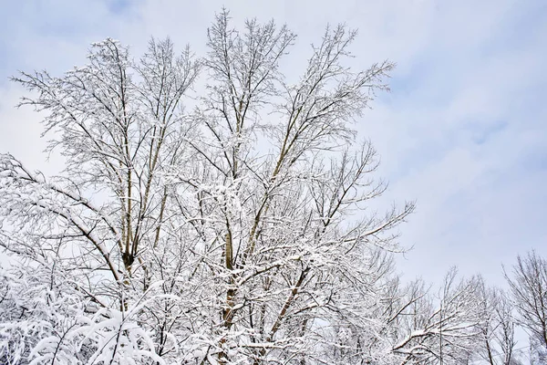 Árvores na neve — Fotografia de Stock