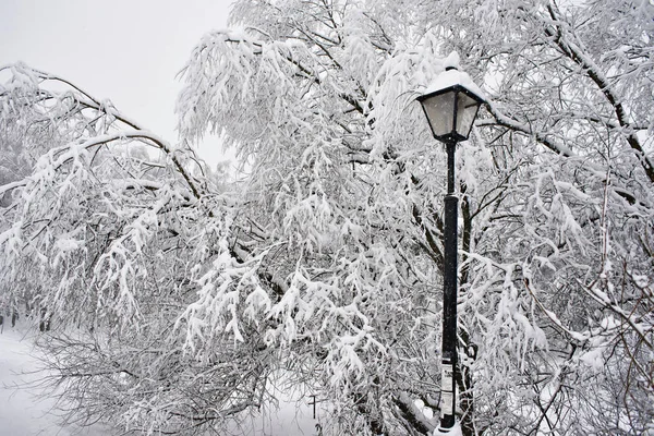 Arbres et lanterne de ville dans la neige en hiver — Photo
