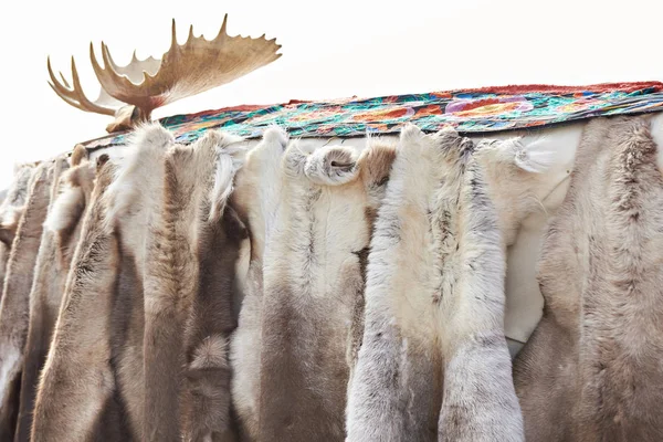 Fur skins and horns of deer on yurt — Stock Photo, Image