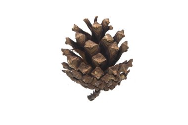 Beyaz arkaplanda koni izole edildi