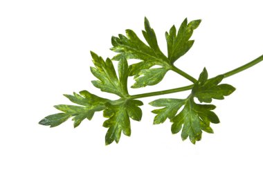 Maydanoz beyaz arkaplanda izole