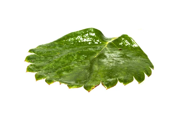 Зеленый лист изолирован на белом фоне — стоковое фото