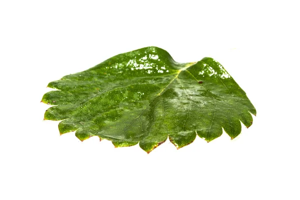 Hoja verde aislada sobre fondo blanco — Foto de Stock