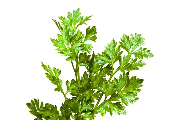 Parsley isolated on white background — Stock Photo, Image