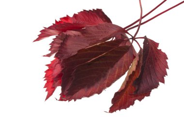 Beyaz arkaplanda üzüm yaprağı izole edildi