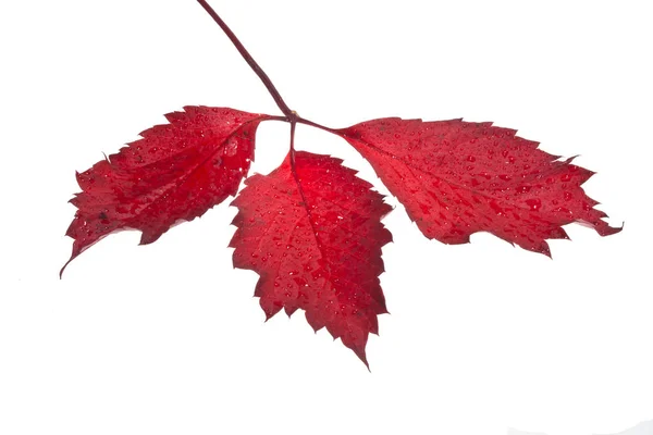 Grape leaf isolated on white background — Stock Photo, Image